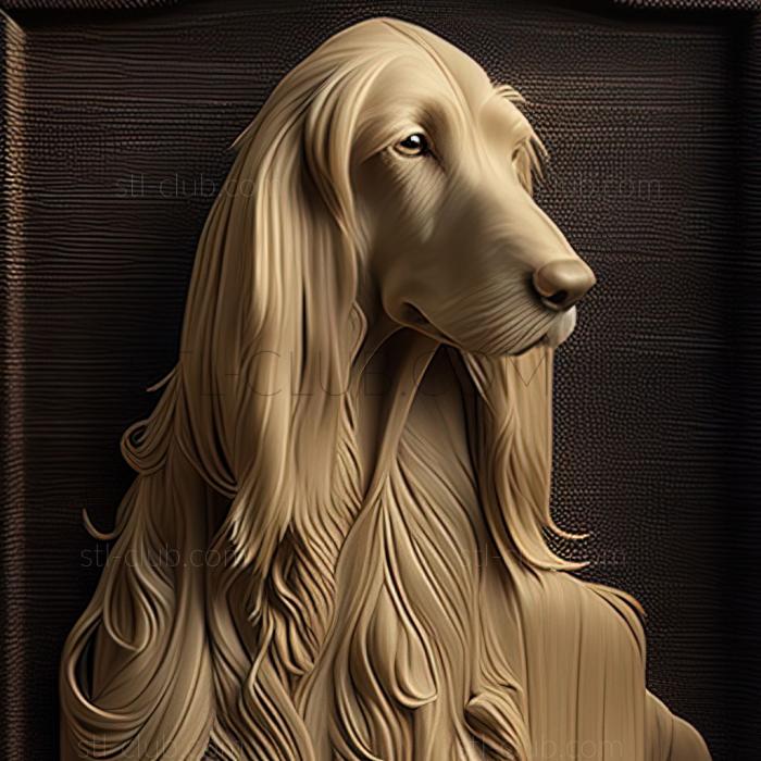 st The Afghan Hound dog